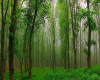 تصویر پارک جنگلی گیسوم لوندویل - 0