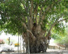 تصویر مجموعه درخت سبز جزیره کیش ( انجیر معابد ) - 0
