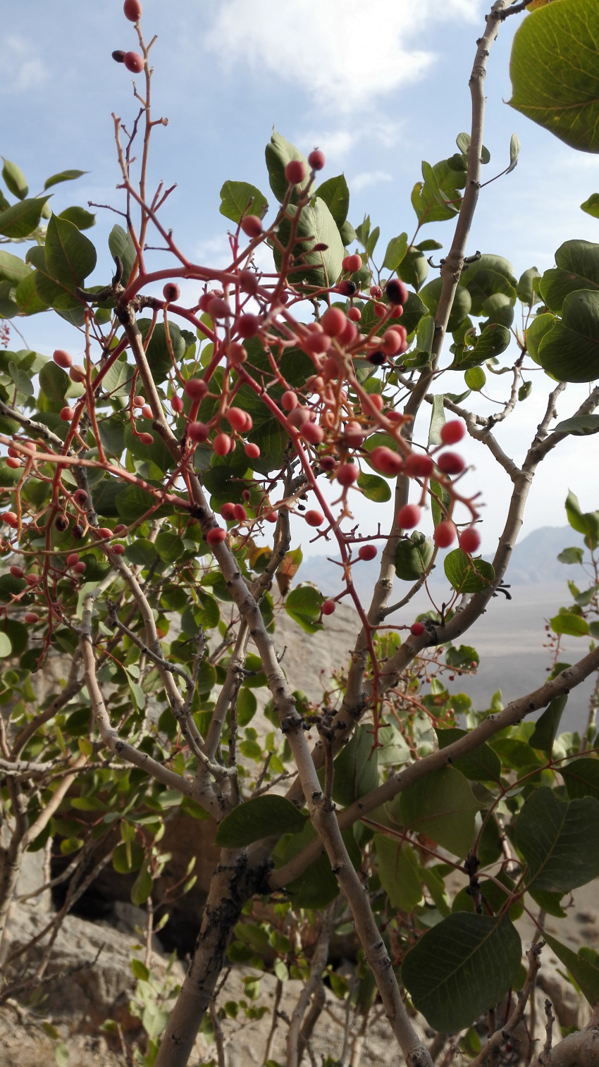 تصویر پارک ملی کلاه قاضی اصفهان - 2