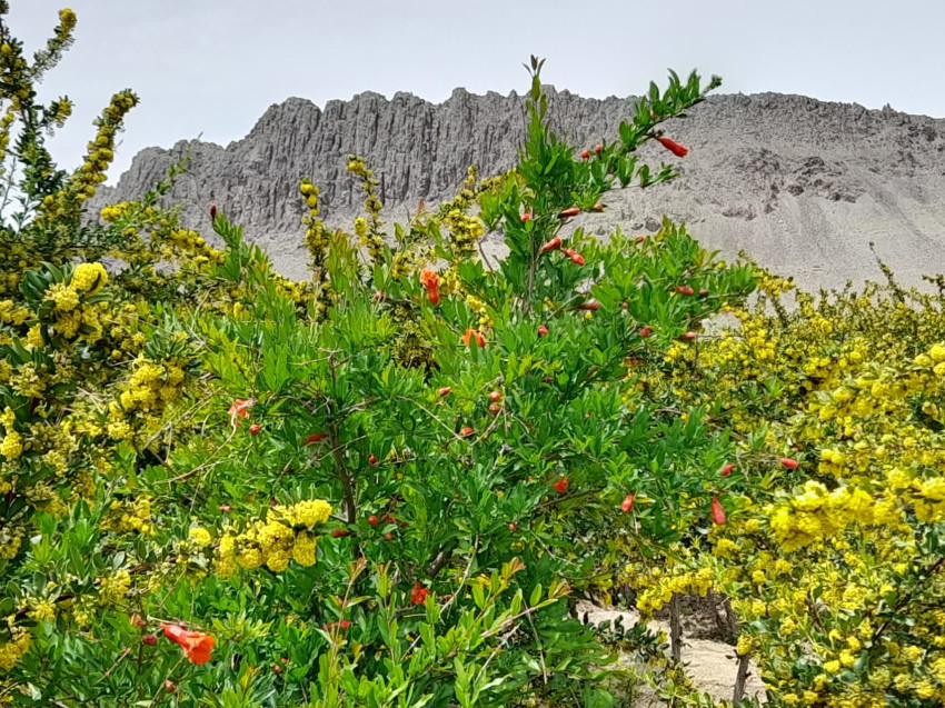 تصویر روستای گیوشاد بیرجند - 2