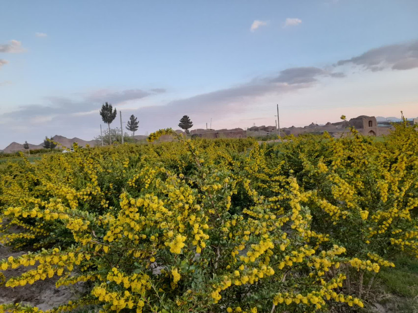 تصویر روستای گیوشاد بیرجند - 3