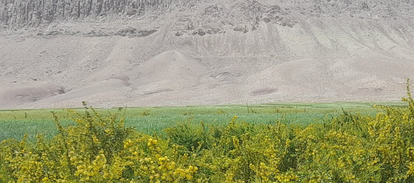 تصویر روستای گیوشاد بیرجند - 4