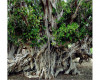 تصویر درخت مکرزن چابهار (انجیر معابد چابهار) - 0