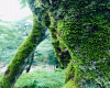 تصویر جنگل دو هزار تنکابن - 1