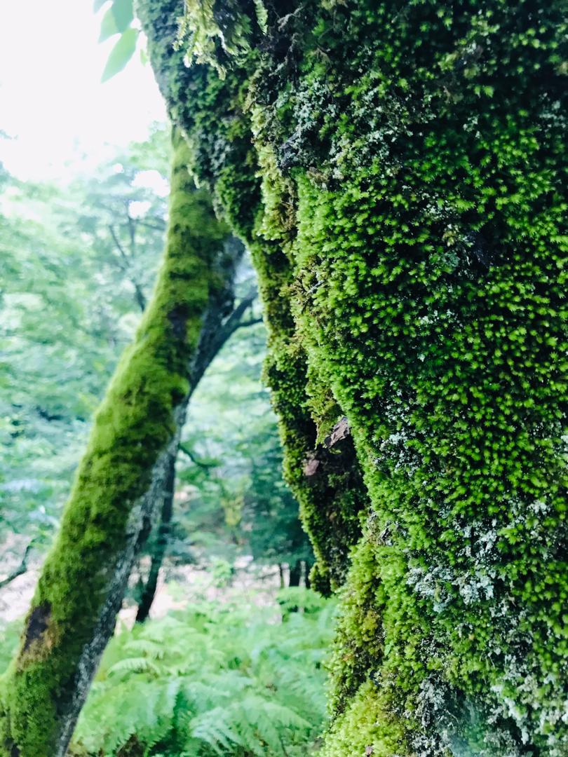تصویر جنگل دو هزار تنکابن - 2