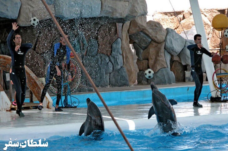 تصویر پارک دلفین‌ های کیش 