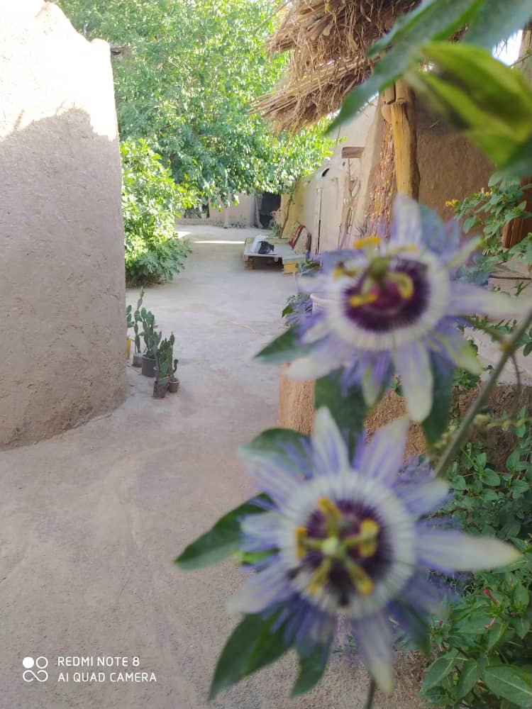 تصویر روستای قلعه خواجه ورامین - 2