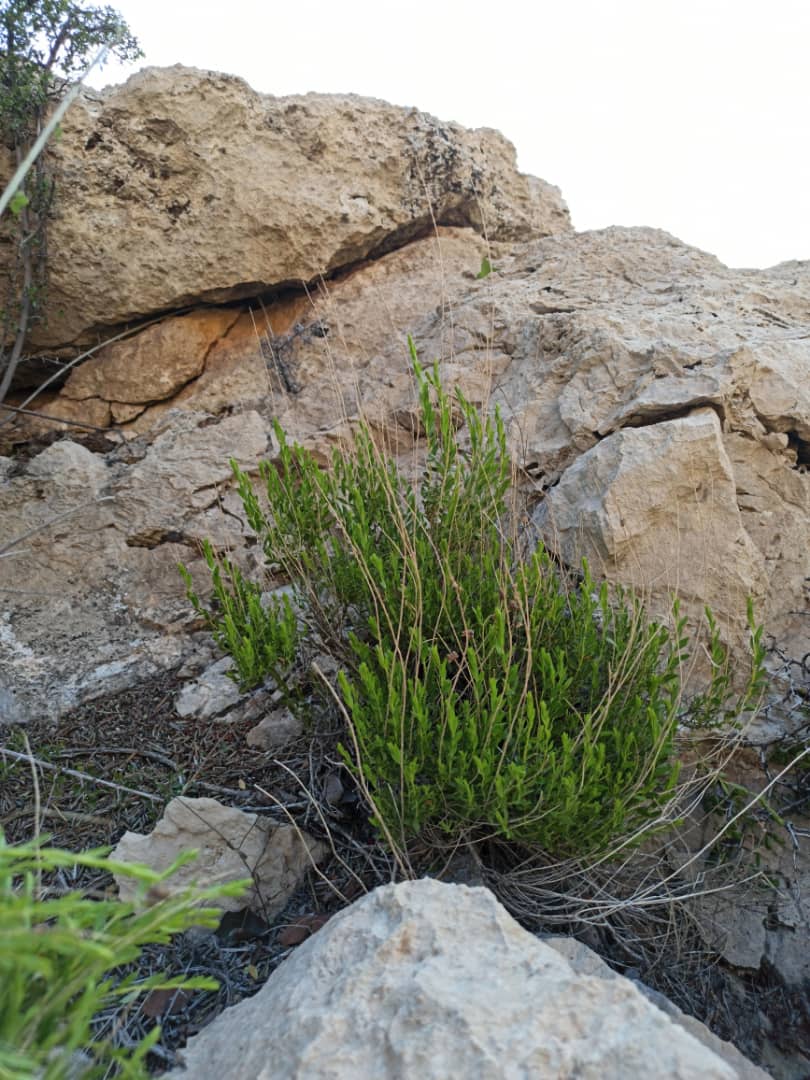 تصویر روستای توتنگ هماگ بندر عباس - 2