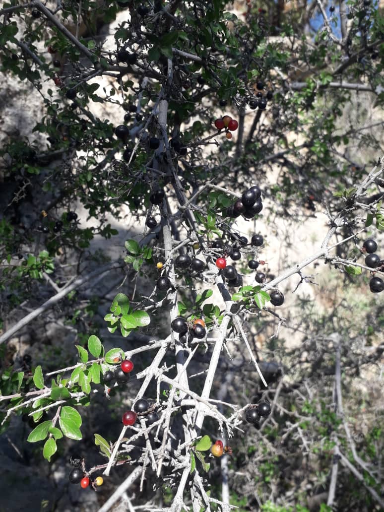 تصویر روستای توتنگ هماگ بندر عباس - 3