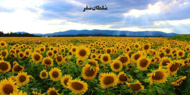 دشت شقایق و آفتابگردان کالپوش