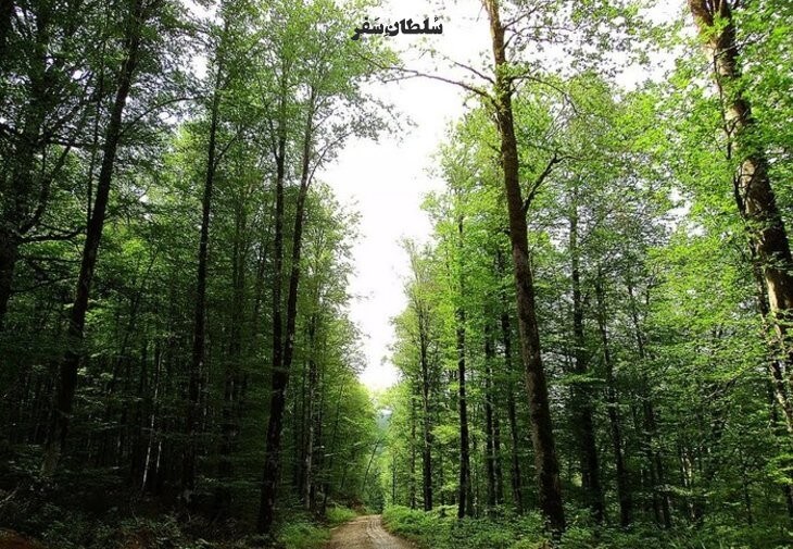 جنگل های بابل