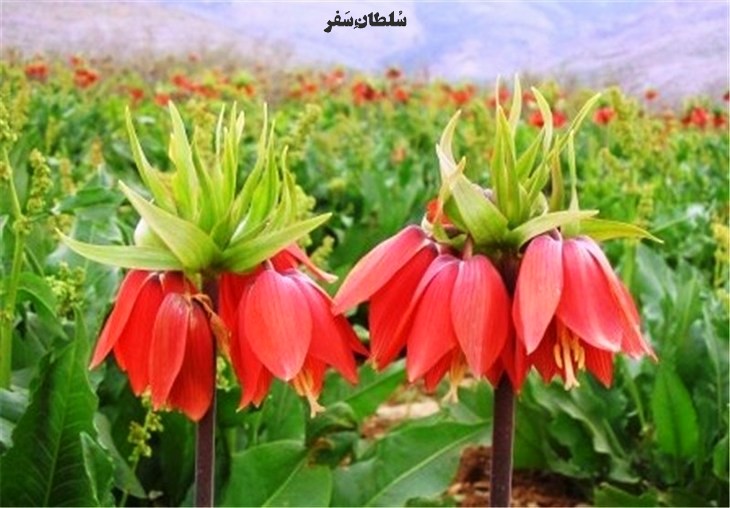 دشت لاله های واژگون جاهای دیدنی لرستان