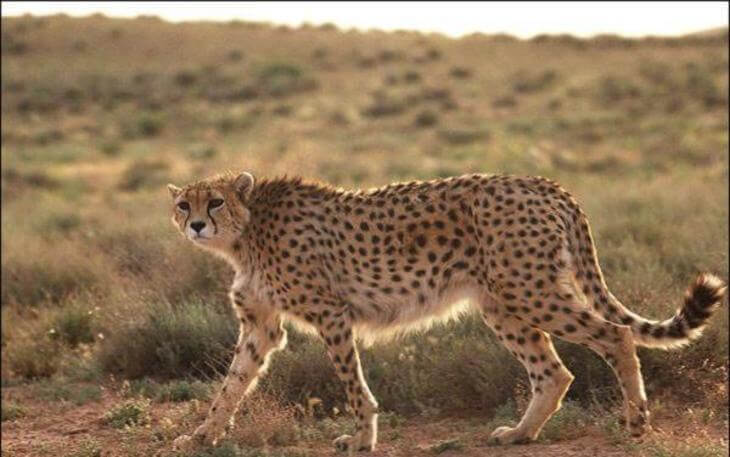 یوز پلنگ آسیایی در نایبند طبس