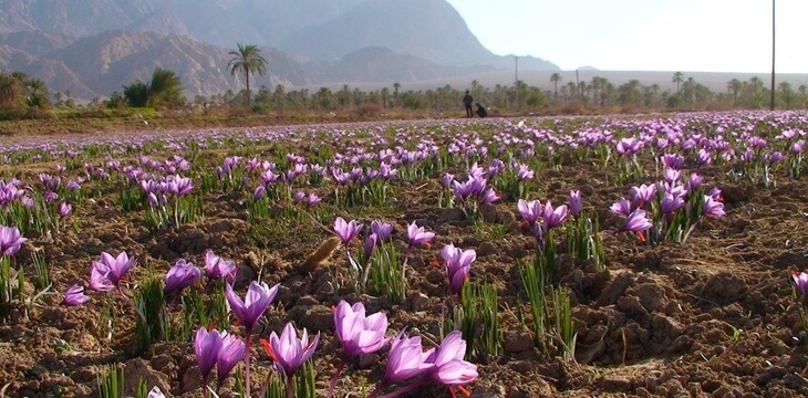 زعفران در اصفهک طبس