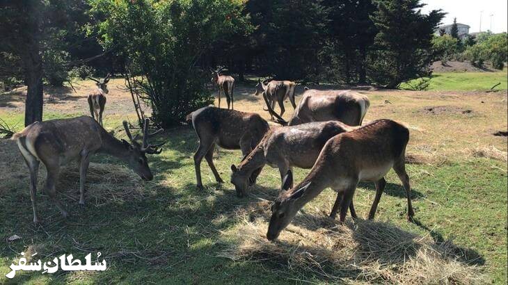 پناهگاه حیات وحش لوندویل - جاهای دیدنی آستارا