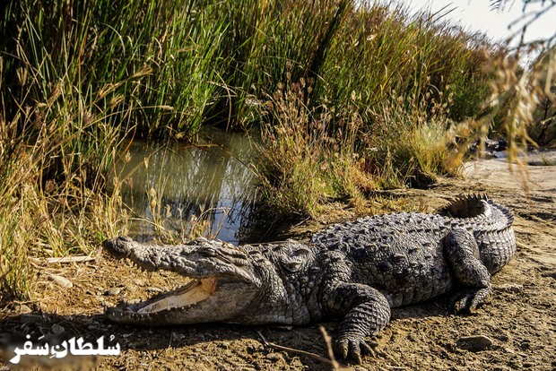 منطقه حفاظت شده گاندو - جاهای دیدنی چابهار