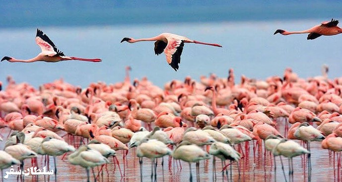 تالاب میانکاله - جاهای دیدنی مازندران