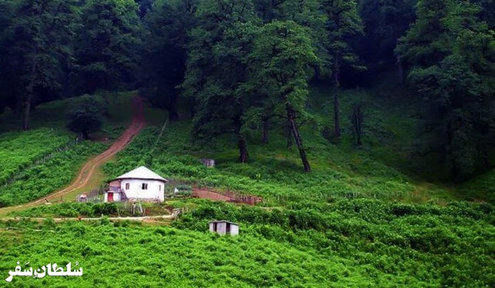جنگل دالخانی - جاهای دیدنی مازندران