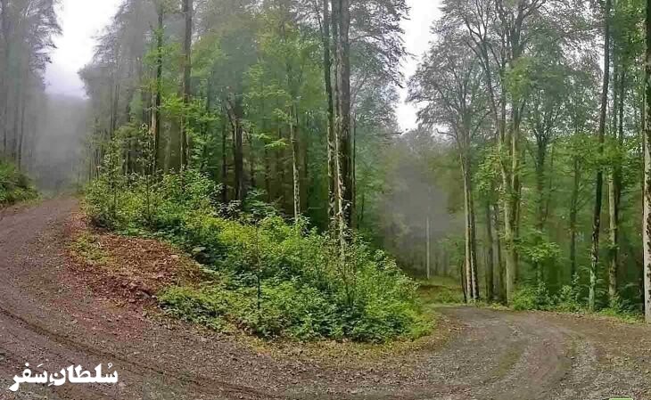 جنگل دوهزار - جاهای دیدنی مازندران
