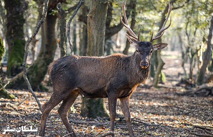 پناهگاه حیاط وحش سمسکنده - جاهای دیدنی مازندران