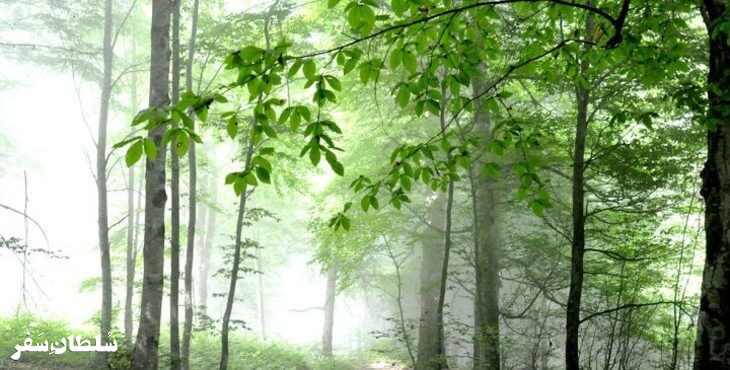 جنگل‌های هزارجریب - جاهای دیدنی مازندران