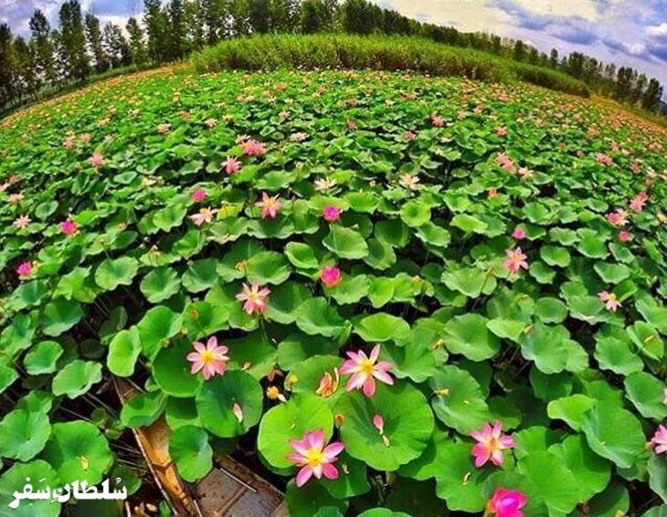 پارک نیلوفر آبی - جاهای دیدنی مازندران