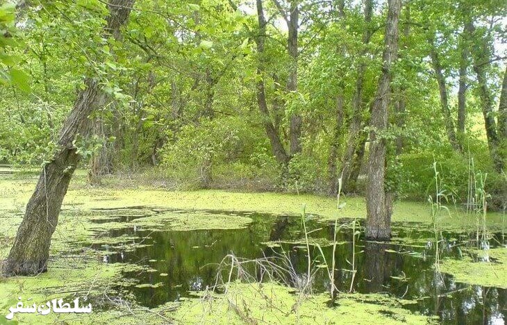 مرداب کندوچال - جاهای دیدنی مازندران