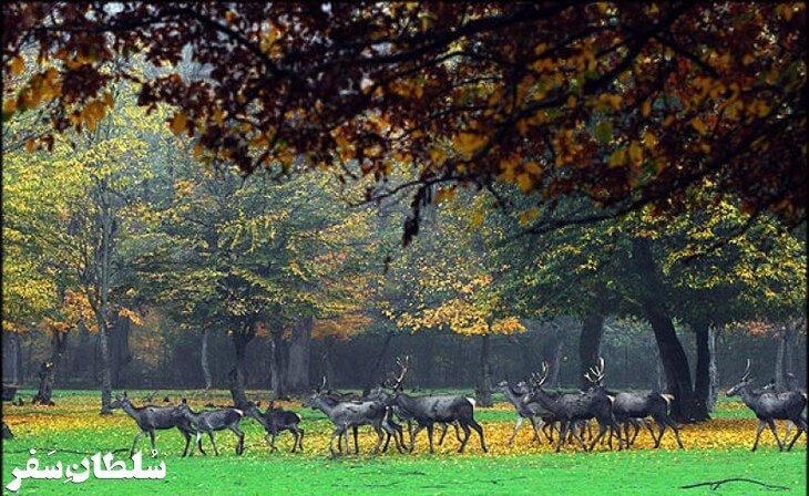 جنگل قرق - جاهای دیدنی گرگان