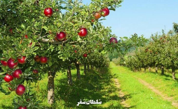 باغ سیب مهرشهر - جاهای دیدنی کرج