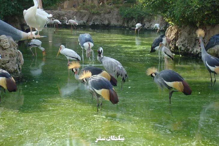 باغ پرندگان چهارباغ - جاهای دیدنی کرج