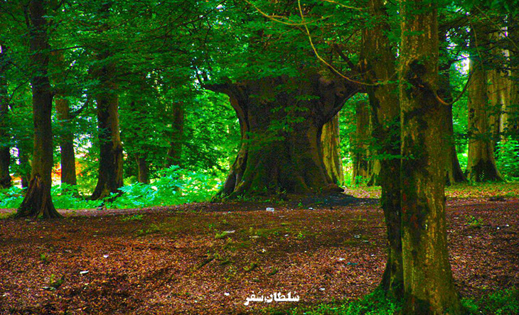 پارک-جنگلی-بندر-انزلی