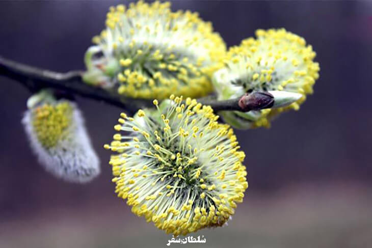 عرق بید مشک