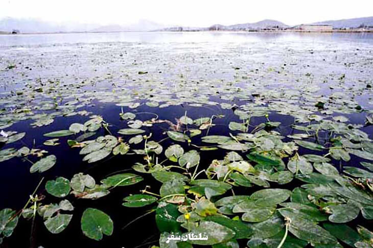 سراب مریم نگار