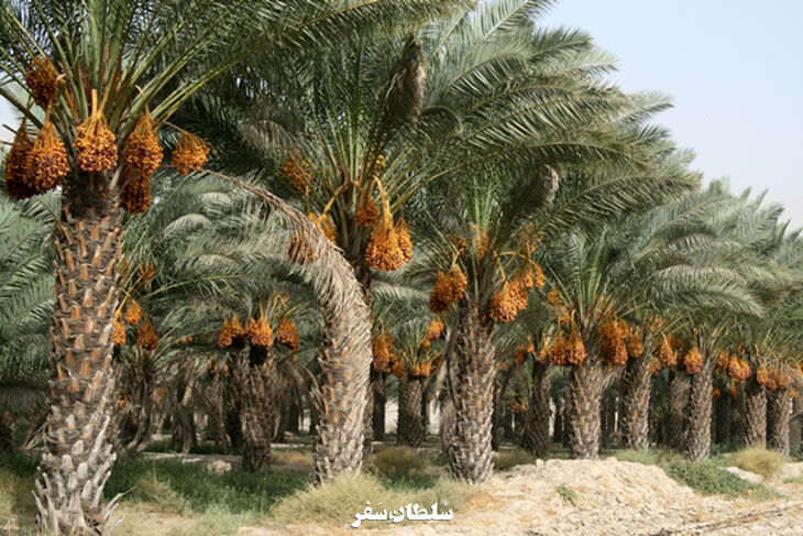 نخلستان های بوشهر