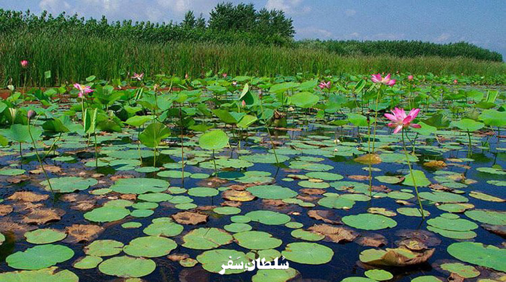 تالاب بین المللی امیر کلایه