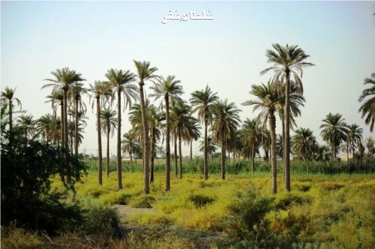 جزیره مینو آبادان