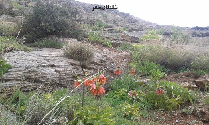 چشمه چپقلی اراک