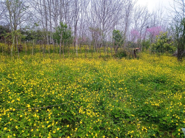 تصویر اجاره ویلا دوبلکس روستایی جنگلی تراس دار