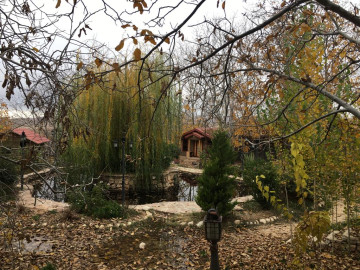 عکس سرو نقره ای کلبه5