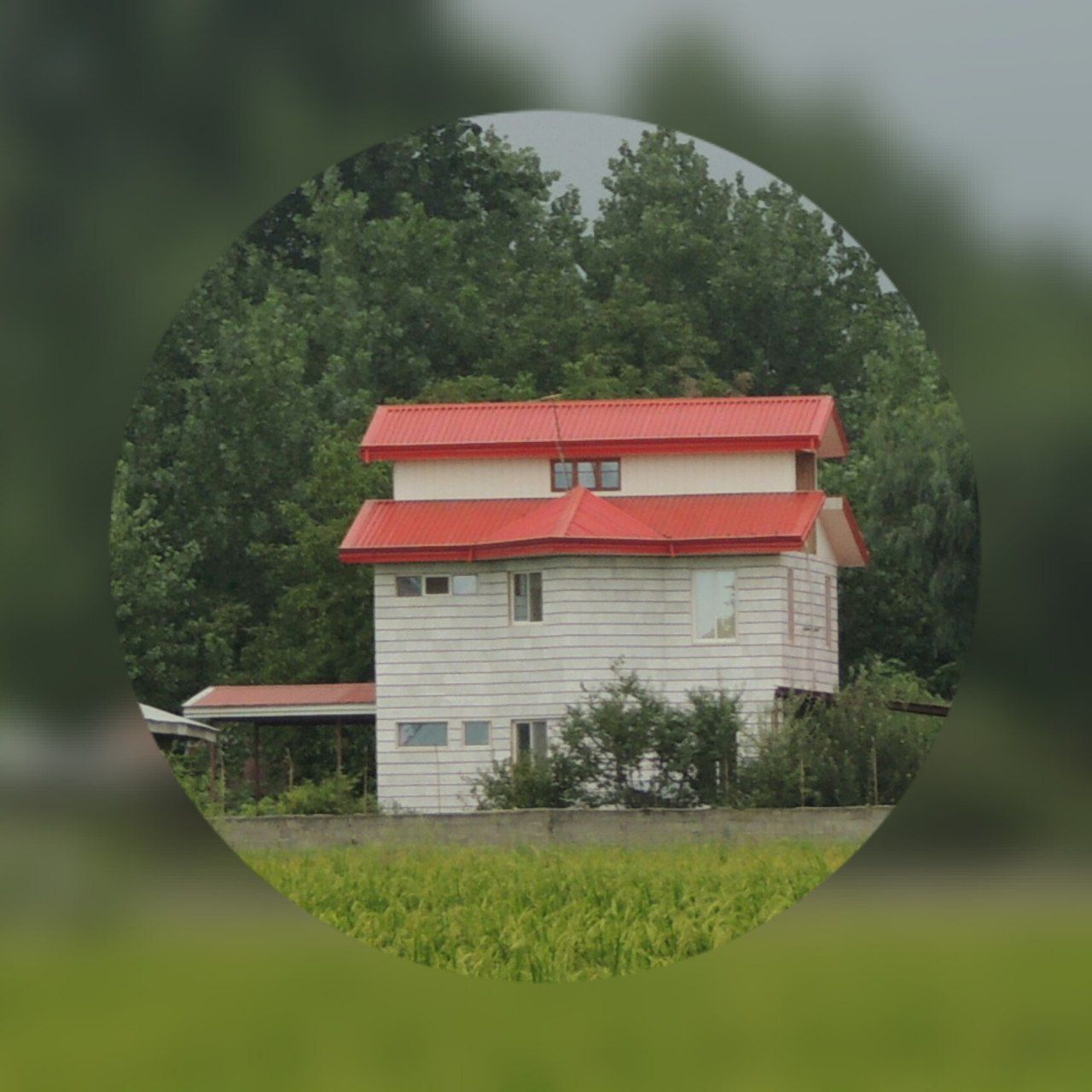 عکس بید مجنون