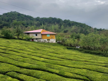 تصویر ویلا جنگلی در قلب مزرعه چای