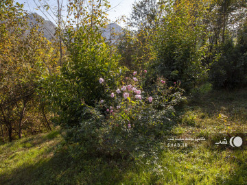 تصویر ویلا در باغ چای قلعه رودخان فومن