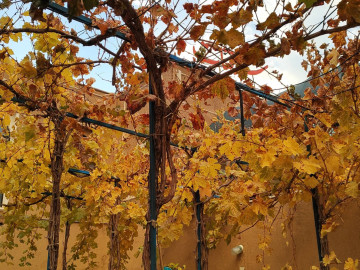 تصویر اقامتگاه بومگردی "سر قنات" اتاق چارسو