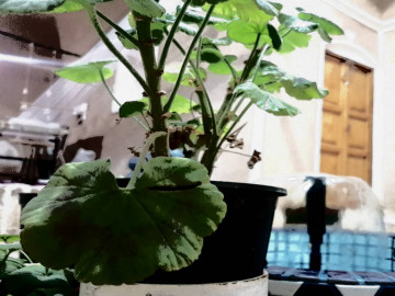 تصویر اقامتگاه بومگردی "ریگ و افتاب"اتاق سنتی1