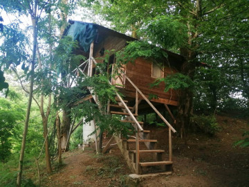 عکس کلبه درختی