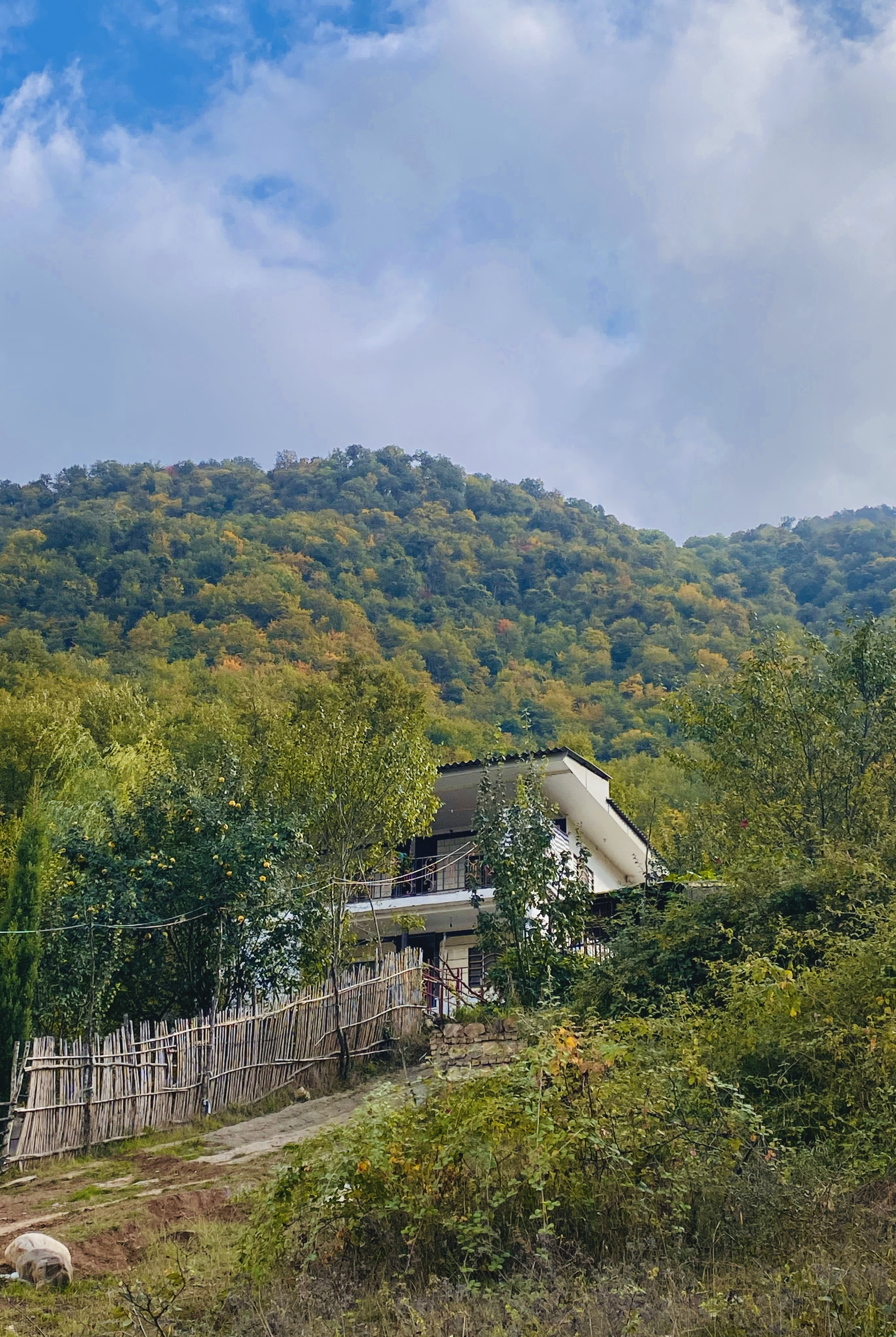 عکس ویلا جنگلی با چشم انداز زیبا