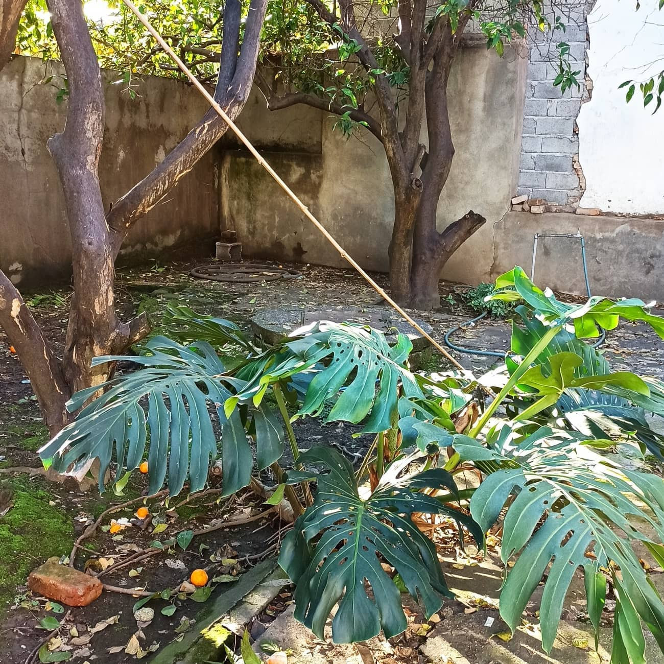 عکس هاستل ماهور سوئیت