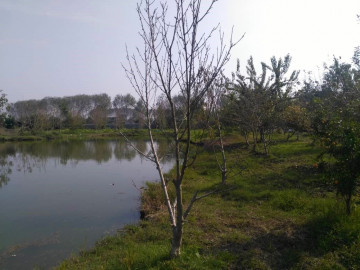 تصویر خونه‌باغ دربست با ویوی زیبای شالیزار و دریاچه‌ باغ