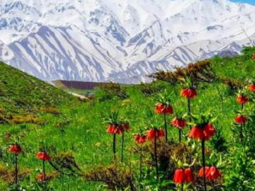 تصویر ویلای ییلاقی دربست در روستای قلعه پاچه