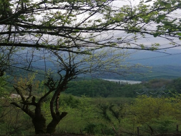 تصویر محمد با ویو جنگل